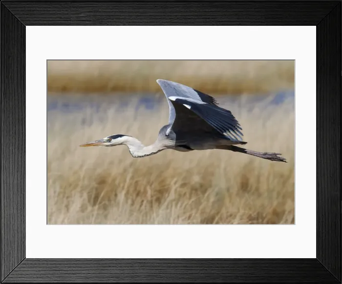 Framed Print : Grey heron (Ardea cinerea), in flight, Etosha National Park, Namibia, Africa Framed Print : Grey heron (Ardea cinerea), in flight, Etosha National Park, Namibia, Africa