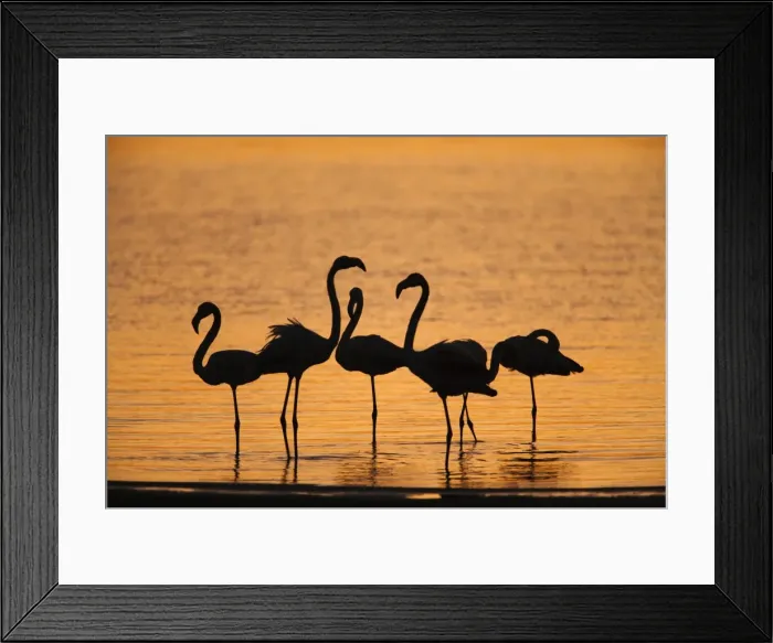 Framed Print : Greater flamingoes (Phoenicopterus ruber), at dusk, Walvis Bay lagoon, Namibia, Africa Framed Print : Greater flamingoes (Phoenicopterus ruber), at dusk, Walvis Bay lagoon, Namibia, Africa