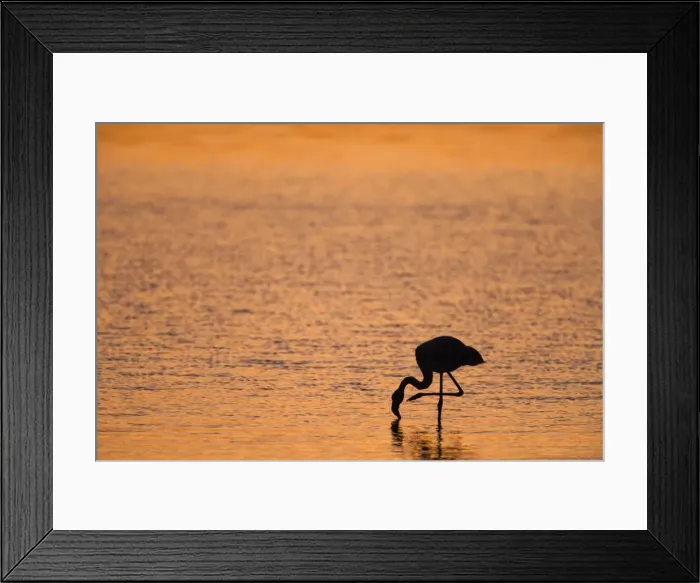 Framed Print : Greater flamingo (Phoenicopterus ruber), at dusk, Walvis Bay lagoon, Namibia, Africa Framed Print : Greater flamingo (Phoenicopterus ruber), at dusk, Walvis Bay lagoon, Namibia, Africa