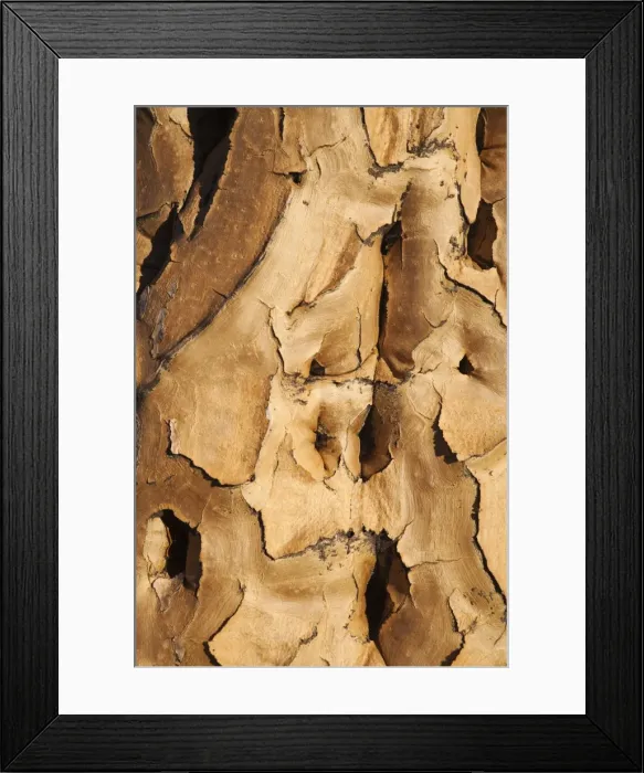 Framed Print : Quiver tree bark (Aloe dichotoma), Quiver tree forest, Keetmanshoop, Namibia, Africa Framed Print : Quiver tree bark (Aloe dichotoma), Quiver tree forest, Keetmanshoop, Namibia, Africa