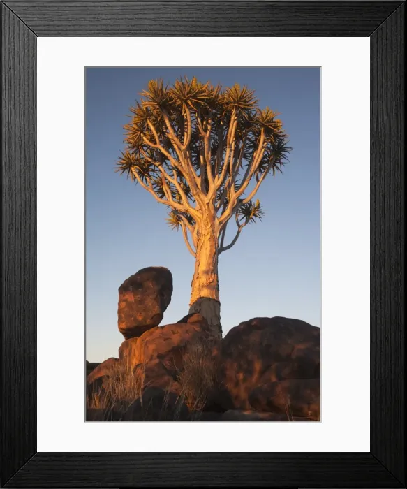 Framed Print : Quiver tree (Aloe dichotoma), Quiver tree forest, Keetmanshoop, Namibia, Africa Framed Print : Quiver tree (Aloe dichotoma), Quiver tree forest, Keetmanshoop, Namibia, Africa