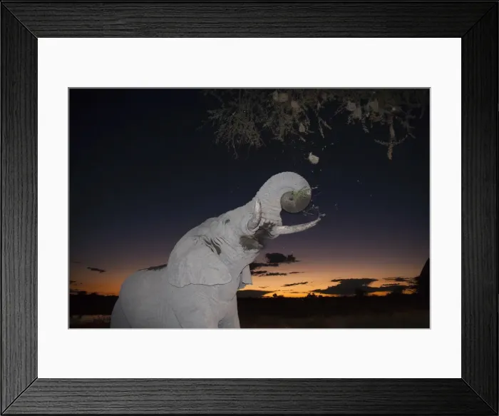 Framed Print : African elephant (Loxodonta africana), browsing at dusk, Okaukuejo waterhole Framed Print : African elephant (Loxodonta africana), browsing at dusk, Okaukuejo waterhole