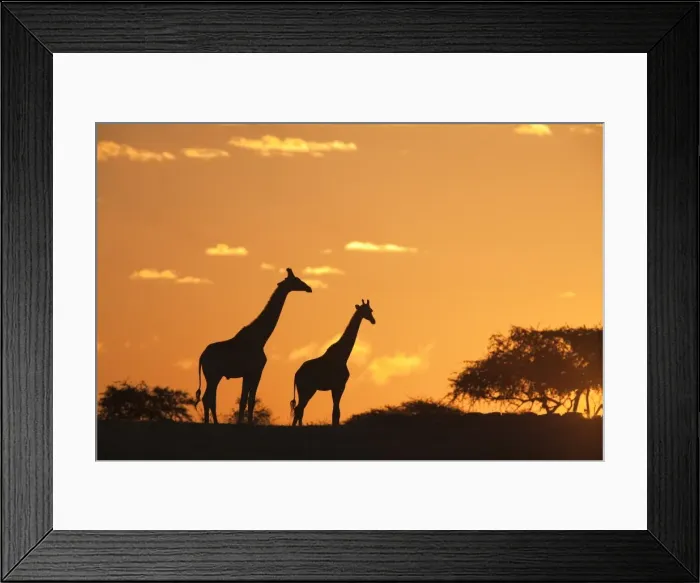 Framed Print : Giraffes (Giraffa camelopardalis), silhouetted at sunset, Etosha National Park Framed Print : Giraffes (Giraffa camelopardalis), silhouetted at sunset, Etosha National Park