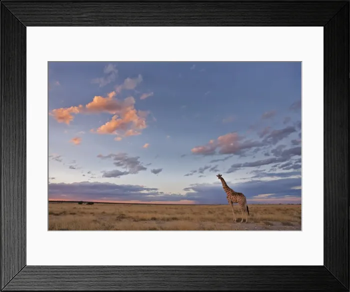 Framed Print : Giraffe (Giraffa camelopardalis), at dusk, Etosha National Park, Namibia, Africa Framed Print : Giraffe (Giraffa camelopardalis), at dusk, Etosha National Park, Namibia, Africa