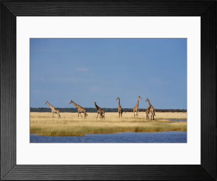 Framed Print : Giraffes (Giraffa camelopardalis), Etosha National Park, Namibia, Africa Framed Print : Giraffes (Giraffa camelopardalis), Etosha National Park, Namibia, Africa