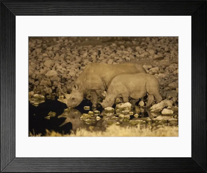 Framed Print : Black rhino (Diceros bicornis), cow and calf, drinking at night, Okaukuejo waterhole Framed Print : Black rhino (Diceros bicornis), cow and calf, drinking at night, Okaukuejo waterhole
