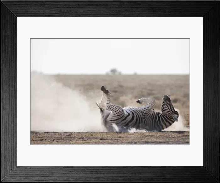 Framed Print : Burchells zebra (Equus burchelli), dust bathing, Etosha National Park Framed Print : Burchells zebra (Equus burchelli), dust bathing, Etosha National Park