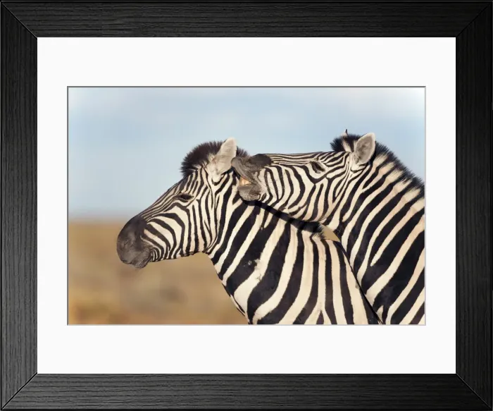 Framed Print : Burchells zebras (Equus burchelli) with foal, Etosha National Park, Namibia, Africa Framed Print : Burchells zebras (Equus burchelli) with foal, Etosha National Park, Namibia, Africa