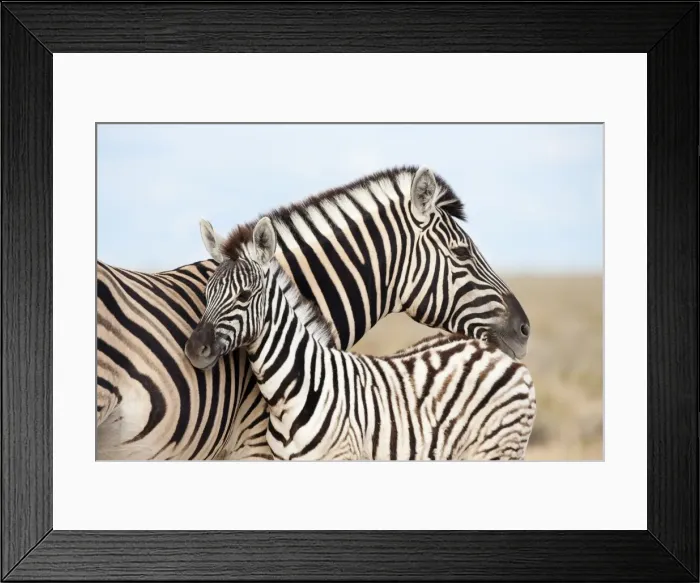 Framed Print : AMHZ113(D) Burchells zebra with foal Framed Print : AMHZ113(D) Burchells zebra with foal