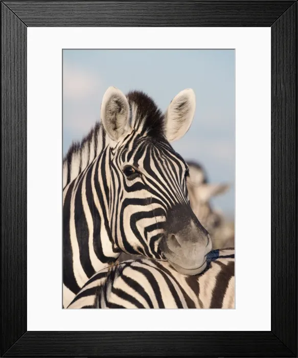 Framed Print : Burchells zebra (Equus burchelli), resting, Etosha National Park, Namibia, Africa Framed Print : Burchells zebra (Equus burchelli), resting, Etosha National Park, Namibia, Africa