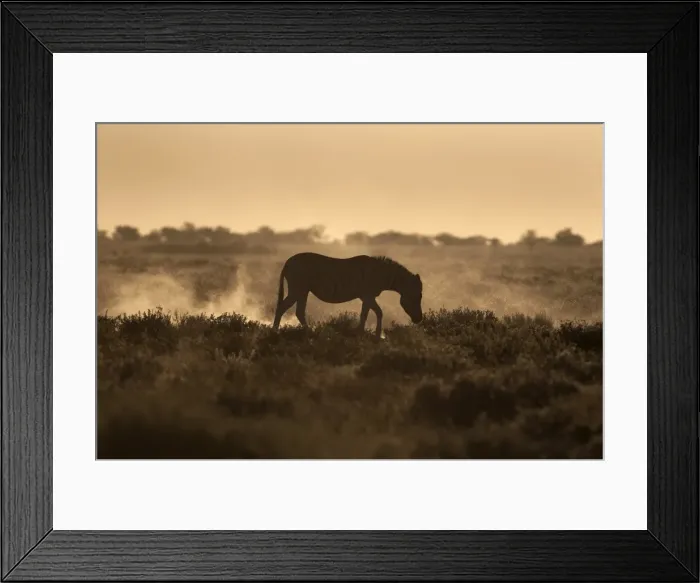 Framed Print : Plains zebra (Equus burchelli), at sunset, Etosha National Park, Namibia, Africa Framed Print : Plains zebra (Equus burchelli), at sunset, Etosha National Park, Namibia, Africa