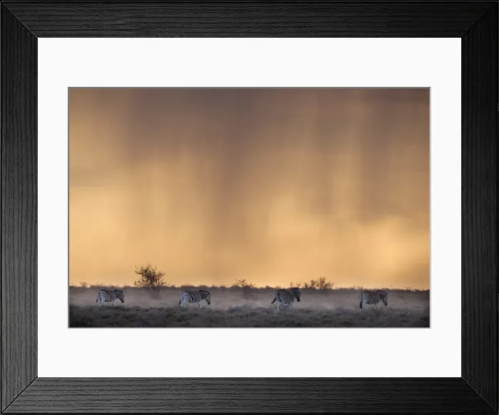 Framed Print : Plains zebra (Equus burchelli), at stormy sunset, Etosha National Park, Namibia, Africa Framed Print : Plains zebra (Equus burchelli), at stormy sunset, Etosha National Park, Namibia, Africa