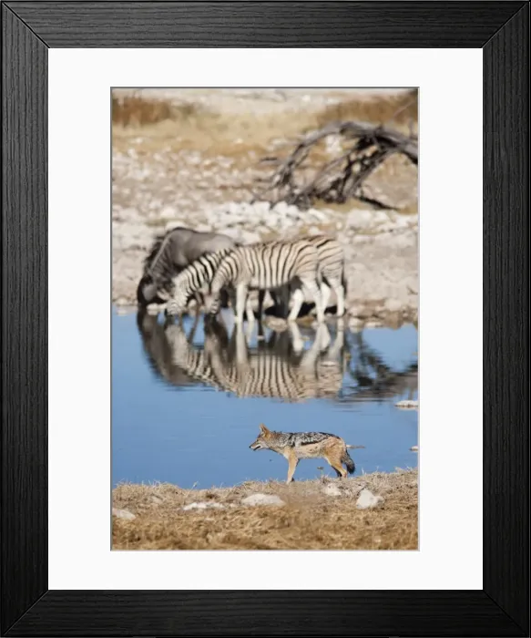 Framed Print : Blackbacked jackal (Canis mesomelas), Okaukuejo waterhole, Etosha National Park Framed Print : Blackbacked jackal (Canis mesomelas), Okaukuejo waterhole, Etosha National Park