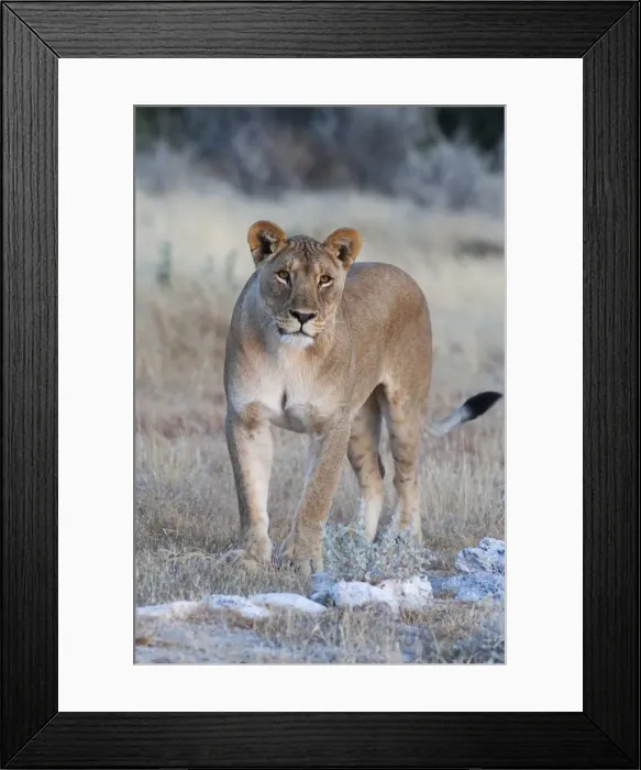 Framed Print : Lioness (Panthera leo), Etosha National Park, Namibia, Africa Framed Print : Lioness (Panthera leo), Etosha National Park, Namibia, Africa