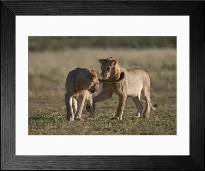 Framed Print : Subadult lions (Panthera leo), young males playfighting, Kgalagadi Transfrontier Park Framed Print : Subadult lions (Panthera leo), young males playfighting, Kgalagadi Transfrontier Park