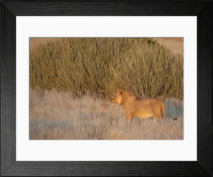 Framed Print : Desert lion (Panthera leo), radio collared young male, Kunene region, Namibia, Africa