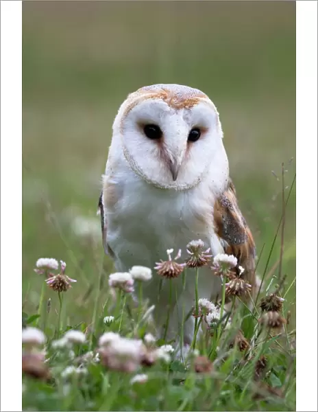 Barn owl (Tyto alba), in summer meadow, captive, United Kingdom, Europe