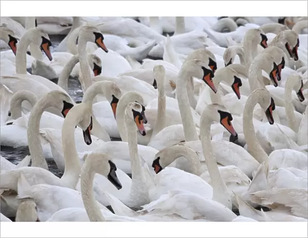 Mute swans (Cygnus olor), Abbotsbury Swannery, Dorset, England, United Kingdom, Europe