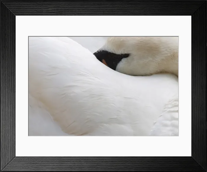 Framed Print : Mute swan (Cygnus olor), resting, Abbotsbury Swannery, Dorset, England Framed Print : Mute swan (Cygnus olor), resting, Abbotsbury Swannery, Dorset, England