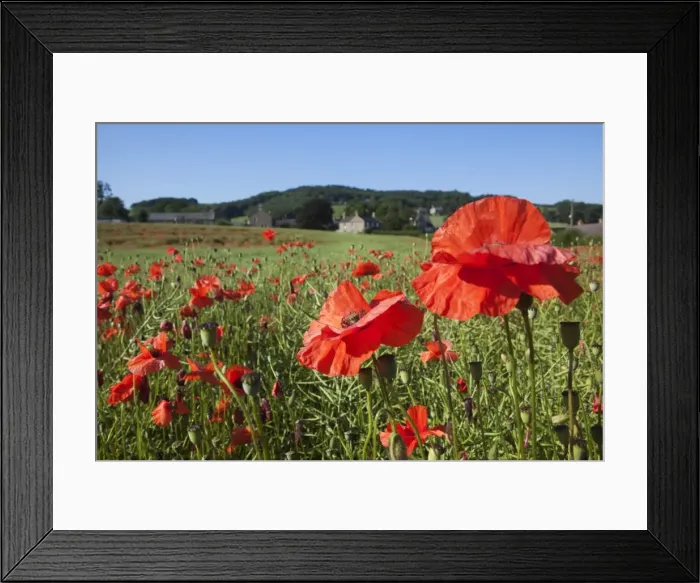 Framed Print : Poppies (Papaver hoeas), on edge of rural English village, Fourstones, Northumberland Framed Print : Poppies (Papaver hoeas), on edge of rural English village, Fourstones, Northumberland
