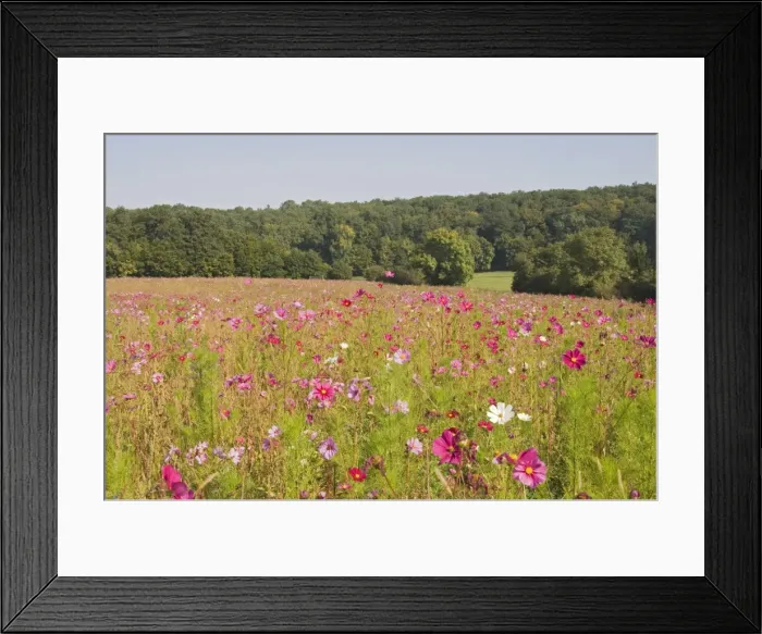Framed Print : A field of wild flowers, Loire Valley, France, Europe Framed Print : A field of wild flowers, Loire Valley, France, Europe