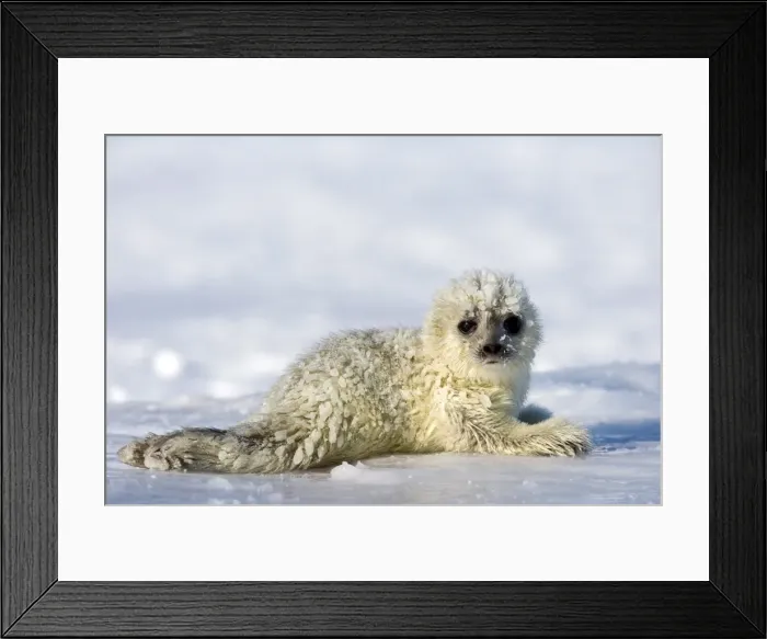 Framed Print : Ringed seal (Phoca hispida) pup, Billefjord, Svalbard, Spitzbergen, Arctic Framed Print : Ringed seal (Phoca hispida) pup, Billefjord, Svalbard, Spitzbergen, Arctic