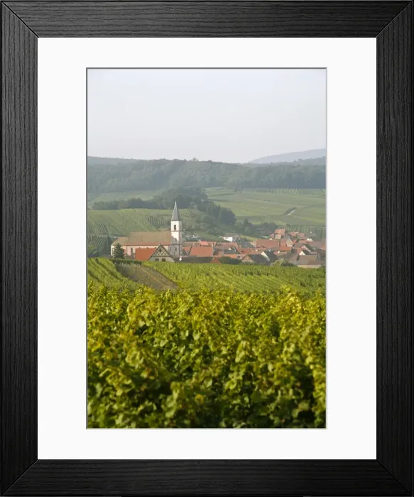 Framed Print : Vineyards and villages along the Wine Route, Alsace, France, Europe Framed Print : Vineyards and villages along the Wine Route, Alsace, France, Europe