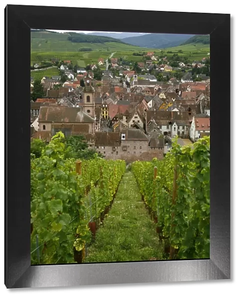 View over the village of Riquewihr and vineyards in the Wine Route area