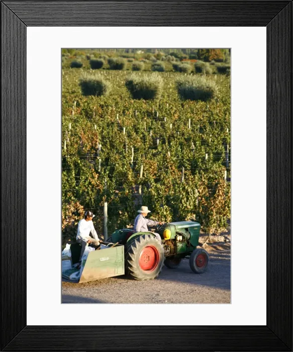 Framed Print : Farmer driving a tractor in Lujan de Cuyo, Mendoza region, Argentina, South America