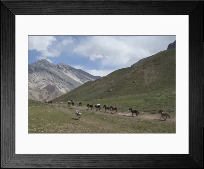Framed Print : Donkeys carry supplies down hill, Aconcagua National Park, Argentina, South America Framed Print : Donkeys carry supplies down hill, Aconcagua National Park, Argentina, South America