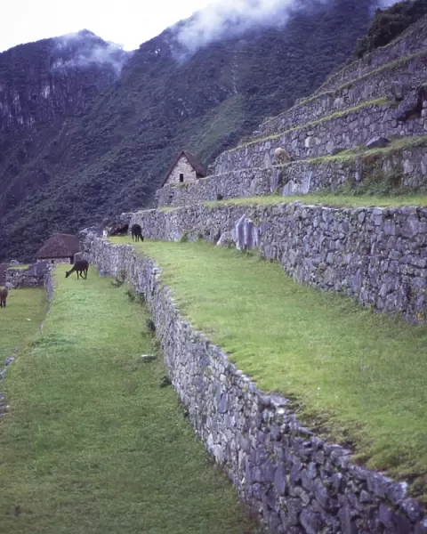 Llamas eat grass near the main entrance of Machu Picchu, UNESCO World Heritage Site