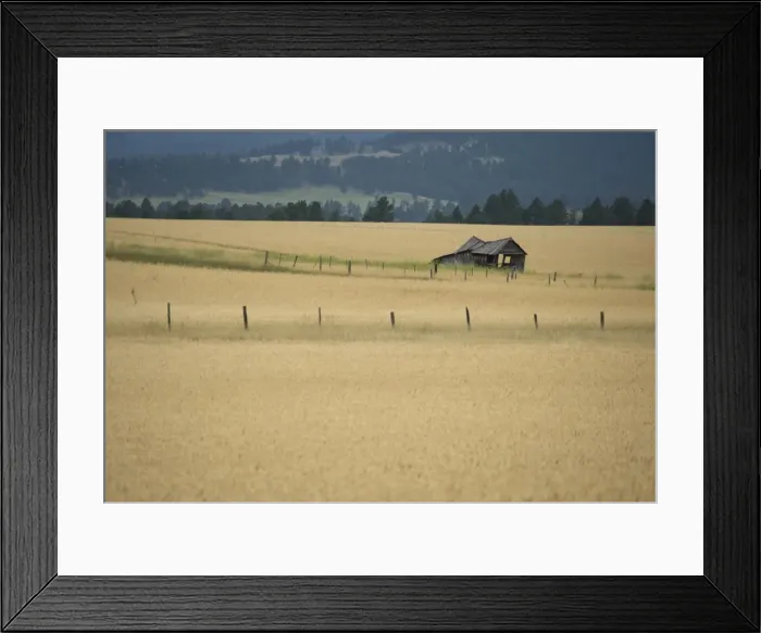 Framed Print : Derelict barn in wheat field, Northern Wyoming, United States of America, North America Framed Print : Derelict barn in wheat field, Northern Wyoming, United States of America, North America