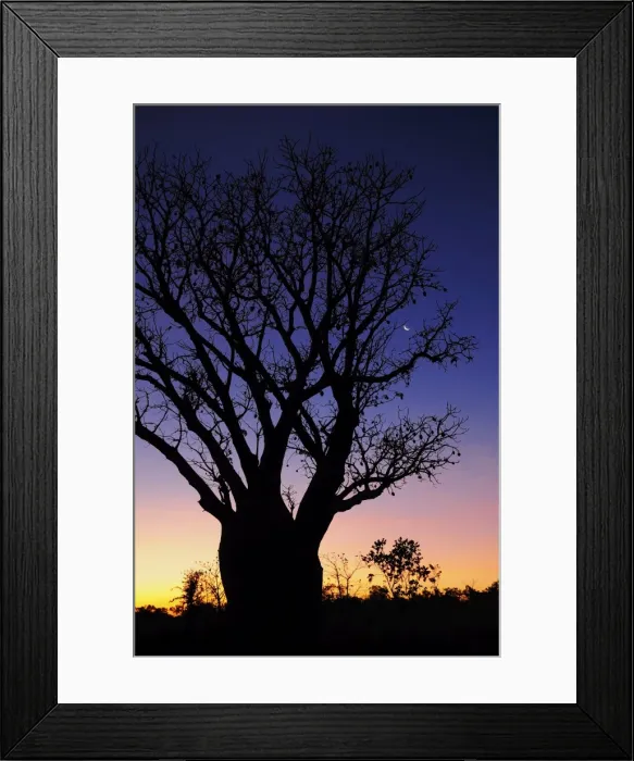 Framed Print : Silhouette of Boab tree and moon, Kimberley, Western Australia, Australia, Pacific Framed Print : Silhouette of Boab tree and moon, Kimberley, Western Australia, Australia, Pacific