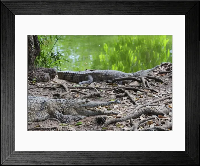 Framed Print : Freshwater crocodiles, Northern Territory, Australia, Pacific Framed Print : Freshwater crocodiles, Northern Territory, Australia, Pacific