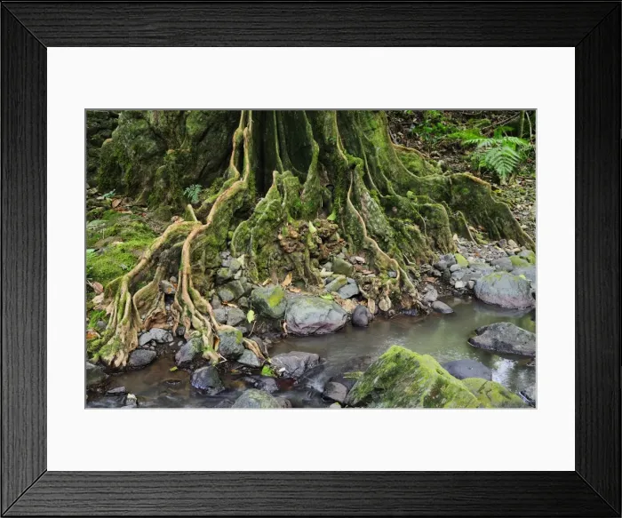 Framed Print : Tree roots and Avana stream, Avana Valley, Takitumu Conservation Area, Rarotonga Framed Print : Tree roots and Avana stream, Avana Valley, Takitumu Conservation Area, Rarotonga