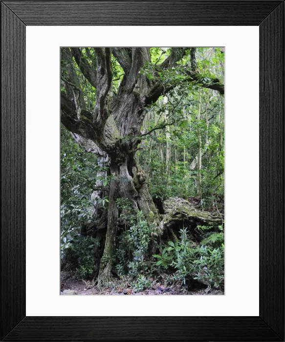 Framed Print : Rainforest, Turangi Valley, Rarotonga, Cook Islands, South Pacific Ocean, Pacific Framed Print : Rainforest, Turangi Valley, Rarotonga, Cook Islands, South Pacific Ocean, Pacific