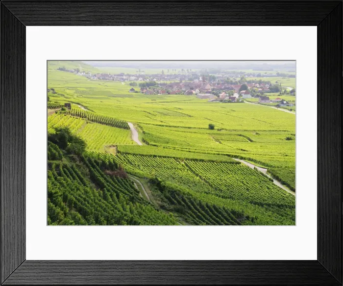 Framed Print : Vineyards, Kaysersberg, Alsace, France, Europe Framed Print : Vineyards, Kaysersberg, Alsace, France, Europe