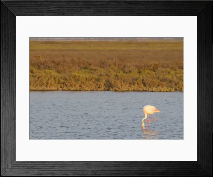 Framed Print : Flamingo, Camargue, France, Europe Framed Print : Flamingo, Camargue, France, Europe