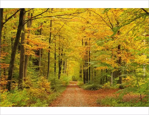 Forest in autumn, Schoenbuch, Baden-Wurttemberg, Germany, Europe