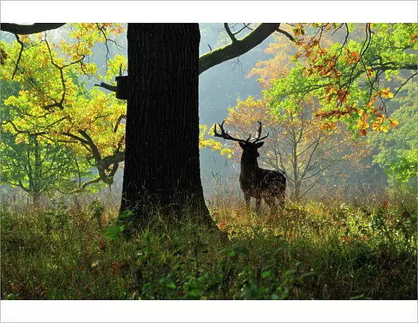 Deer, Favorite Park, Ludwigsburg, Baden-Wurttemberg, Germany, Europe