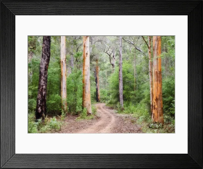 Framed Print : Karri Forest, Warren National Park, Western Australia, Australia, Pacific Framed Print : Karri Forest, Warren National Park, Western Australia, Australia, Pacific