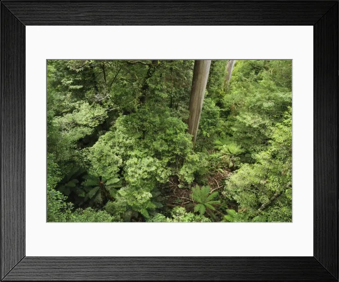 Framed Print : Rainforest, Mount Donna Buang, Yarra Ranges National Park, Victoria, Australia, Pacific Framed Print : Rainforest, Mount Donna Buang, Yarra Ranges National Park, Victoria, Australia, Pacific