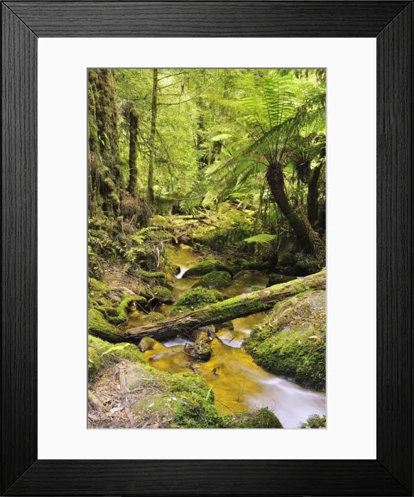 Framed Print : Rainforest creek, Mount Donna Buang, Yarra Ranges National Park, Victoria Framed Print : Rainforest creek, Mount Donna Buang, Yarra Ranges National Park, Victoria