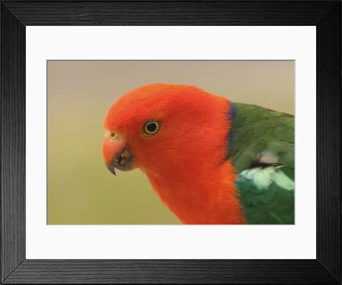 Framed Print : Australian King Parrot, Dandenong Ranges National Park, Victoria, Australia, Pacific Framed Print : Australian King Parrot, Dandenong Ranges National Park, Victoria, Australia, Pacific