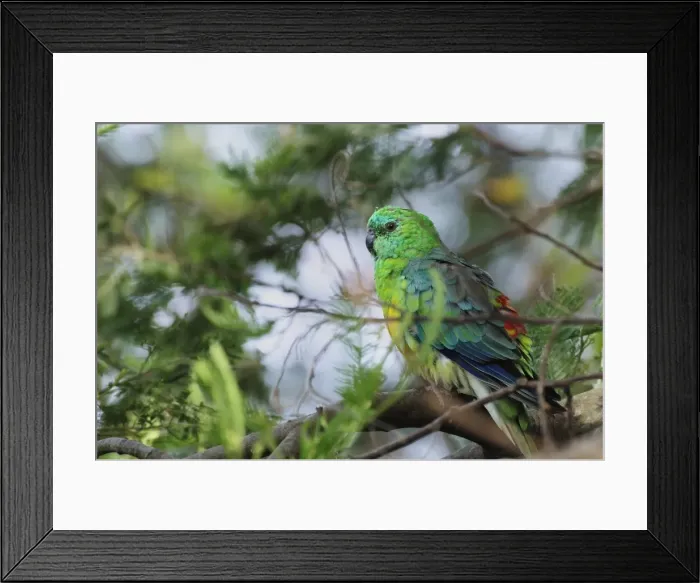 Framed Print : Eastern Rosella, Yarra Bend Park, Melbourne, Victoria, Australia, Pacific Framed Print : Eastern Rosella, Yarra Bend Park, Melbourne, Victoria, Australia, Pacific