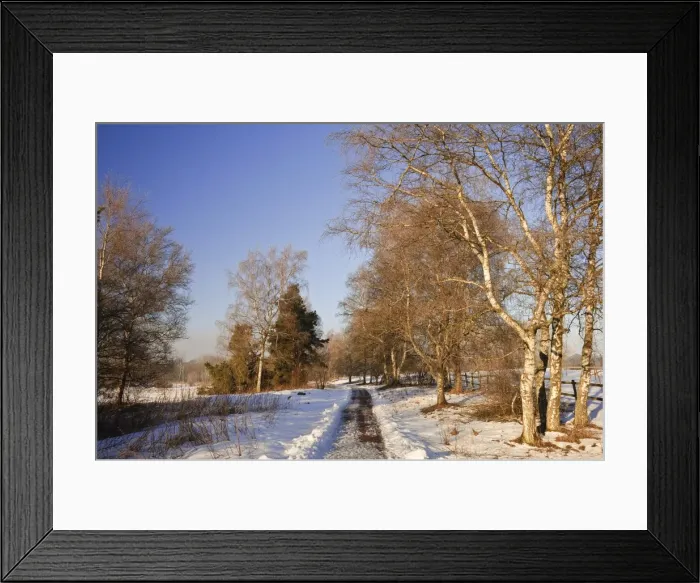 Framed Print : Walking track, Schwenninger Moos (Moor), Baden-Wurttemberg, Germany, Europe Framed Print : Walking track, Schwenninger Moos (Moor), Baden-Wurttemberg, Germany, Europe