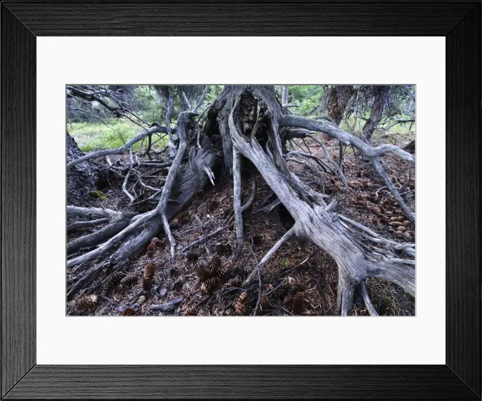 Framed Print : Detail of tree roots, Banff National Park, Alberta, Canada, North America Framed Print : Detail of tree roots, Banff National Park, Alberta, Canada, North America