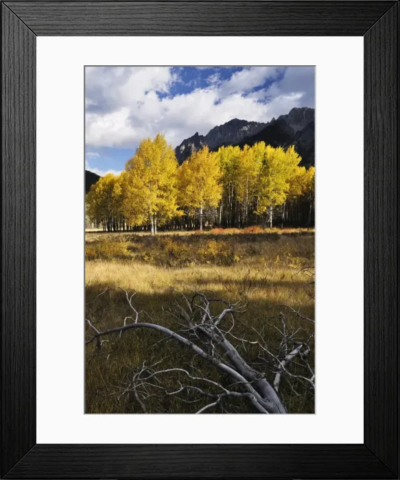 Framed Print : Aspen in fall colors, Banff National Park, UNESCO World Heritage Site, Alberta Framed Print : Aspen in fall colors, Banff National Park, UNESCO World Heritage Site, Alberta