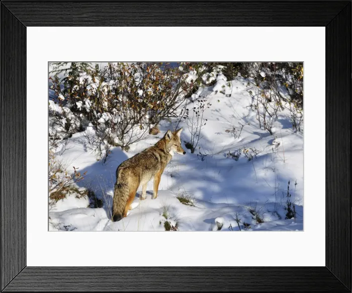 Framed Print : Coyote walking through snow, Kananaskis Country, Alberta, Canada, North America Framed Print : Coyote walking through snow, Kananaskis Country, Alberta, Canada, North America