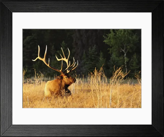 Framed Print : Elk (wapiti), Jasper National Park, Alberta, Canada, North America Framed Print : Elk (wapiti), Jasper National Park, Alberta, Canada, North America